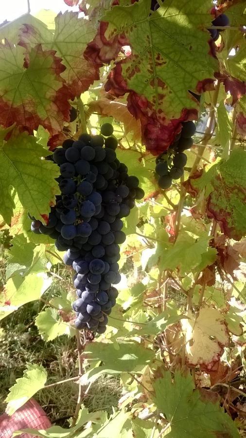 Gli Acini Panzió Pietra dei Giorgi Kültér fotó
